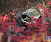 旅美大熊猫“贝贝”接受回国前最后一次体检