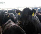 博裕力牧筛选优质和牛冻精生产“试管牛”，实现和牛肉品质提升